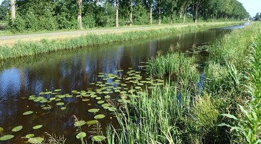 Sloot met lelieblad en groene oevers langs weg