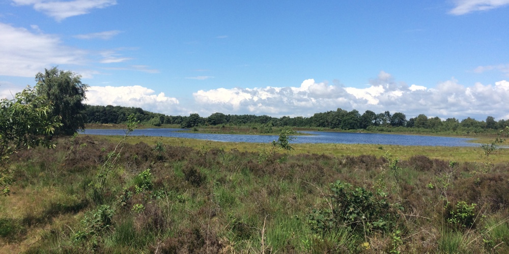 landschap met een plas