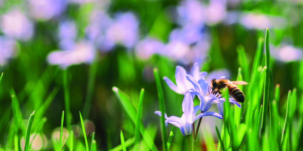 bij op paarse bloem