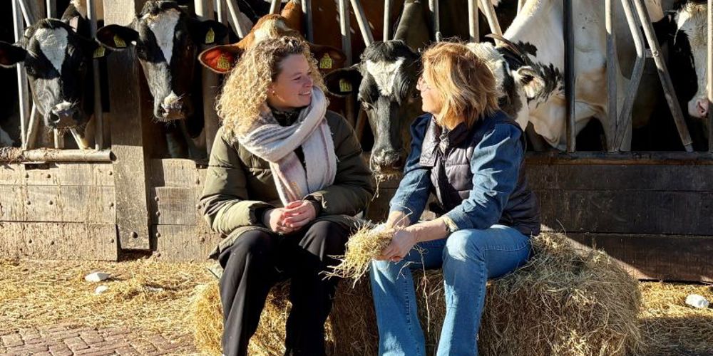 2 personen zitten op een strobaal erachter staan koeien in een stal