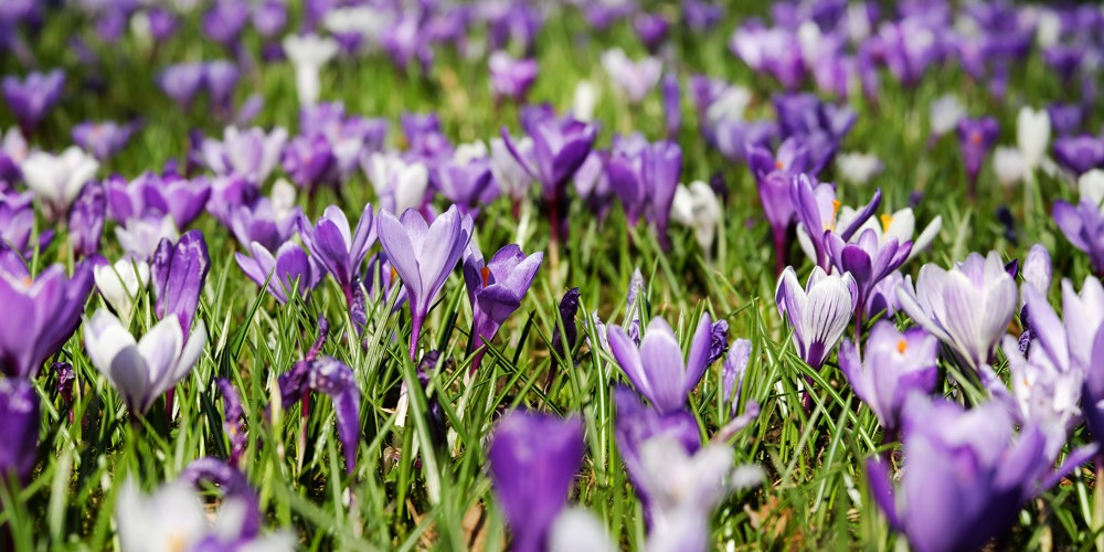 paarse bloemen in weiland