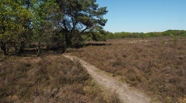Zandpad door natuurlandschap met bomen 