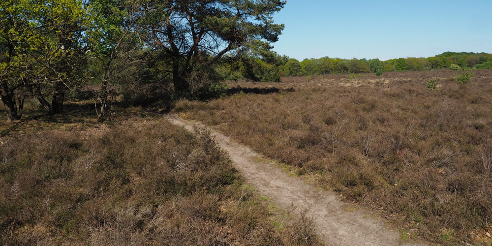Zandpad door natuurlandschap met bomen 