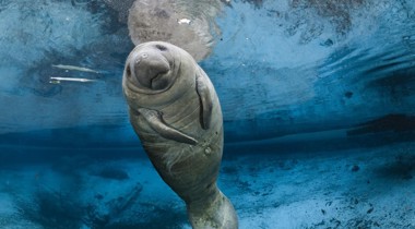 Zeekoe in water.