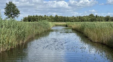 gebied De Wieden - Weerribben_water, riet, bomen