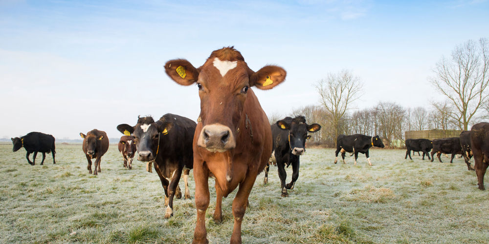Groep koeien in een weiland bedekt onder dauw