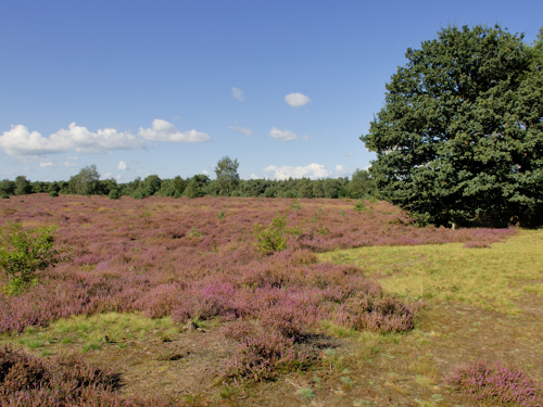 Zonnig heideveld in Borkeld