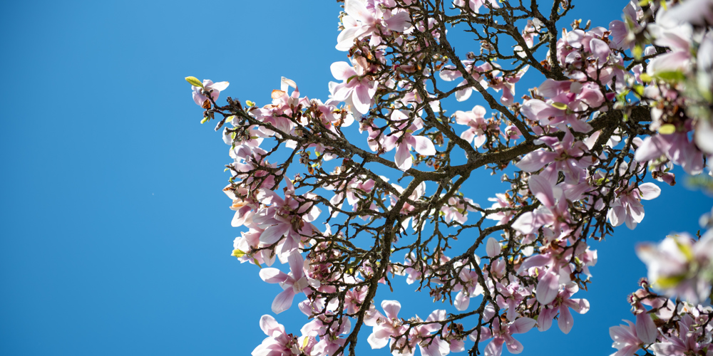 Magnoliaboom in bloei tegen een blauwe lucht