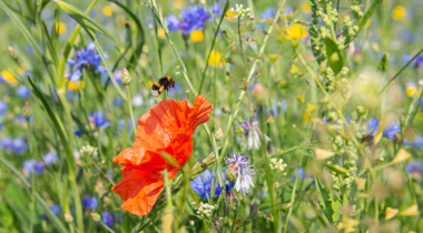 hoog gras met paarse, gele en rode bloemen en een bij bij een rode bloem