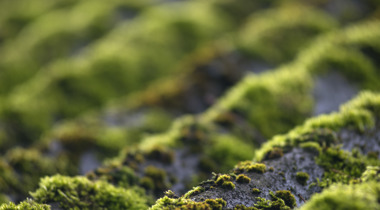 Astbest dak close up foto