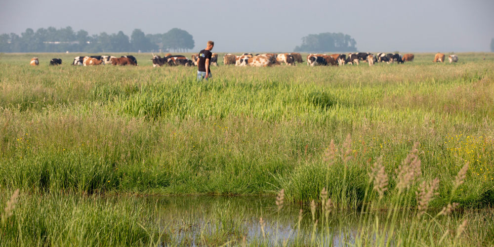 Koeien en mens in de Veenweide